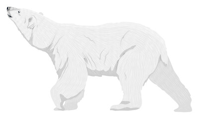 The polar bear looks up. Realistic vector animal of the Arctic.