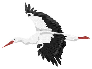 The white stork is flying. Realistic vector bird
