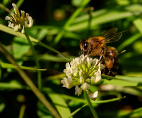 Bee on a white flower - pollinator at work, green background