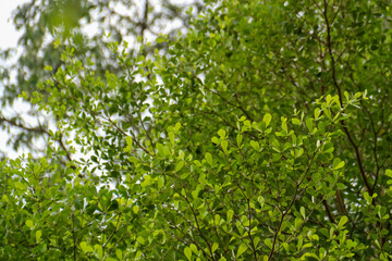 Green leaves on tree in the forest. Natural background and wallpaper.
