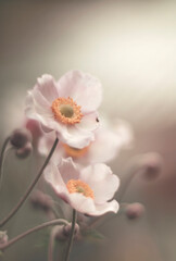 Obraz na płótnie Canvas Kwiaty Zawilca Japońskiego na jasnym tle
