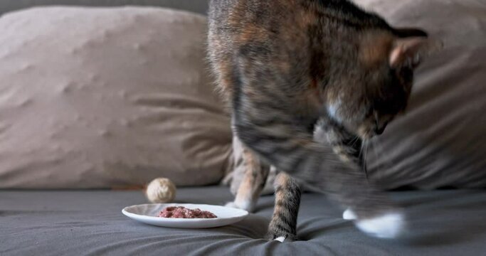 After eating the kitten, he tries to bury the rest to hide for later.