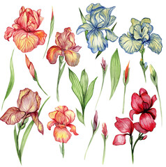 Iris flower. Watercolor hand drawn illustration for cards, backgrounds, scrapbooking. Perfect for wedding invitation.
