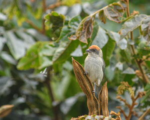 Stilpnia Vitriolina perched on a guamo tree