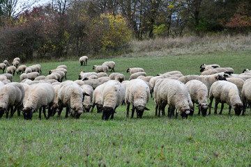 Schafherde in der Rh&ouml;n - Landschaftspfleger auf 4 Beinen