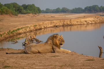 Male lion relaxing on river bank