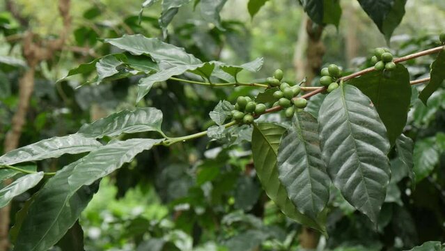 Green Coffee beans  growing on Coffea tree branch, growing coffee beans and leaves