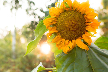 Naklejka premium Sunflower in sun light at sunset