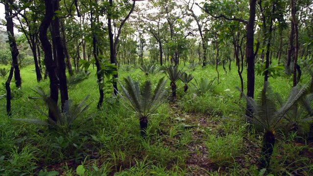 


Cycas siamensis tree in forest mountain at Sai Thong National Park Chaiyaphum province Thailand