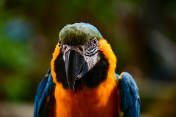 blue and yellow macaw