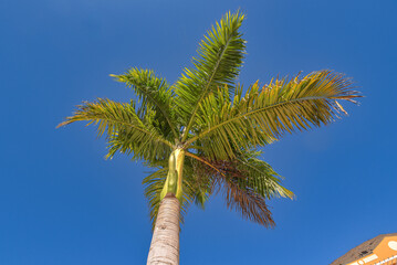 Palme von unten auf Gran Canaria