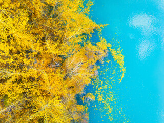 Aerial view. Fall forest in turquoise water. Natural scenery in fall time. Mountain lake and trees. Photo for background and wallpaper. Abraham Lake, Banff National Park, Alberta, Canada.