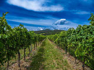 Fototapeta na wymiar green vineyards landscape in summer time