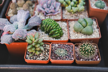 Set of succulent plants in pots grown for sale. Florist small business, vertical garden in the city. Selection of cactuses in the shop on shelfs.