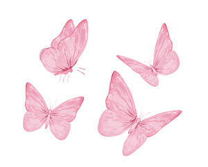 butterfly pink butterfly