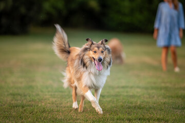 Dynamic Collie in Full Stride, Racing Towards Adventure