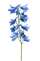 Blue flower. Watercolor hand drawing flora, botanical illustration. Delphinium on isolated white background - 630381568