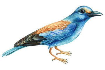 Blue bird, Watercolor hand painted illustration isolated on white background. Roller, Coracias garrulus - 630381716