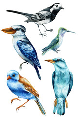 Watercolor birds set. Hand painted illustration with bird isolated on white background. Roller, kingfisher and wagtail