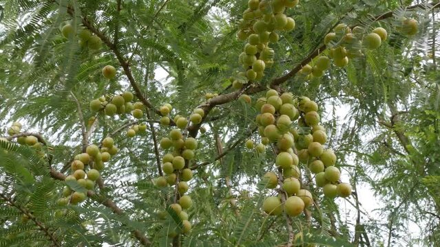 Gooseberry fruits hanging on tree , bunch of amla fruits
