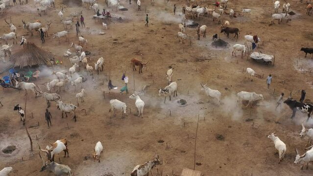 Aerial view of long horns cows in a Mundari camp Terekeka South Sudan