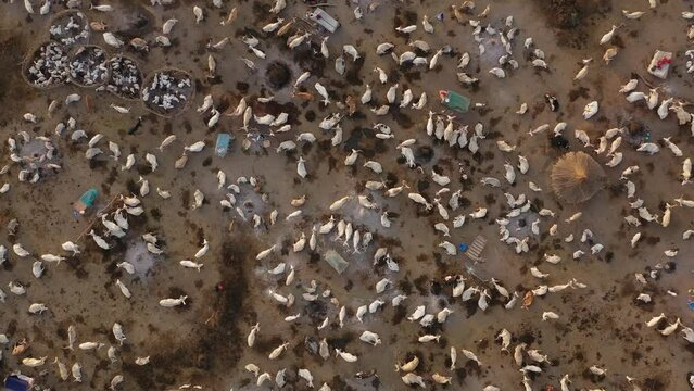 Aerial view of long horns cows in a Mundari camp Terekeka South Sudan