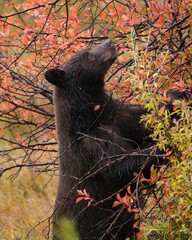 Wyoming Cinnamon Black Bear in Fall Colors