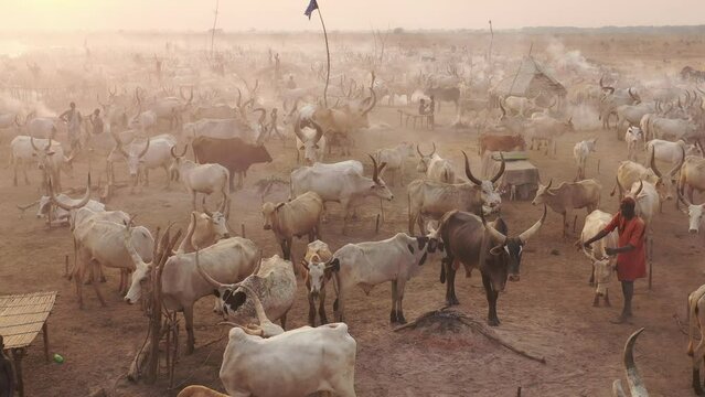 Aerial view of long horns cows in a Mundari camp Terekeka South Sudan
