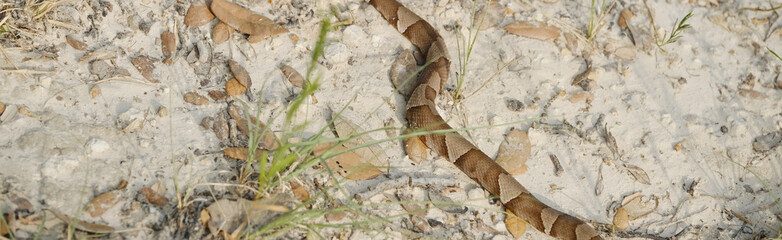 Pattern of venomous copperhead snake on Texas dirt ground.