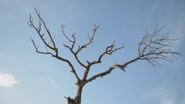 tree branches against blue sky
