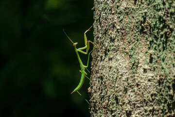 獲物狙うカマキリ