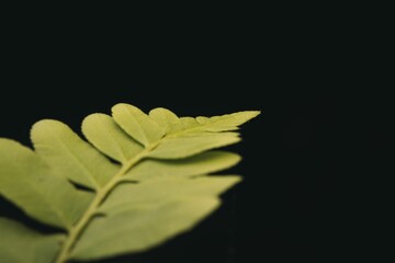 Closeup of green leaves growing in a forest with a dark background