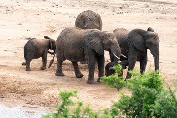 Fototapeta premium Éléphant d'Afrique, Loxodonta africana, Parc national Kruger, Afrique du Sud