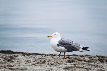 Portrait d'une mouette en bord de mer