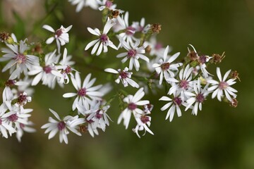 Vibrant landscape featuring a field of white flowers in bloom