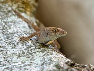 Closeup of a brown anole lizard crawling on a tree bark
