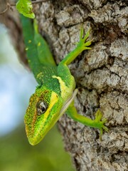 Closeup of a green lizard atop a tree bark in its natural habitat