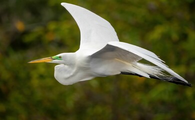 Eastern great egret bird soaring through the air, enjoying the freedom of flight
