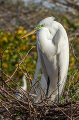 Eastern great egret bird with a bright yellow beak perched atop a nest