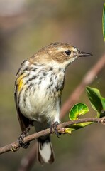 Myrtle warbler bird perched atop a tree branch