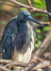 Vertical shot of a tricolored heron bird perched on a branch of a tree in its natural habitat