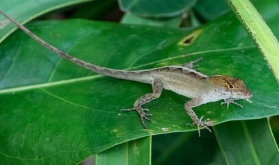 Lizard perched on a green leaf, surrounded by lush foliage in the background