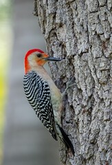 Red-bellied woodpecker bird stands atop a tree trunk in a picturesque outdoor setting