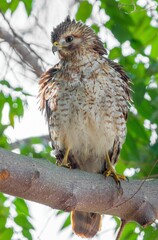 Hawk perched on a gnarled tree branch