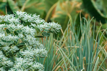 ハツユキソウの花