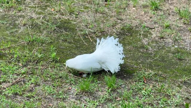 White fantail pigeon in the garden. 
