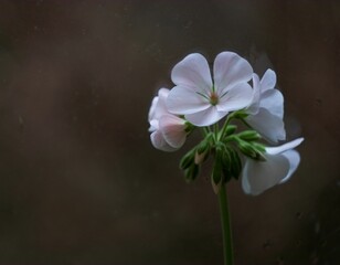 Closeup of white beautiful geranium flowers growing in the garden