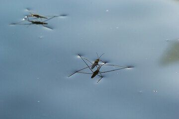 Insect Gerris lacustris, known as common pond skater or common water strider is a species of water strider, found in Europe have ability to move quickly on the water surface and have hydrophobic legs