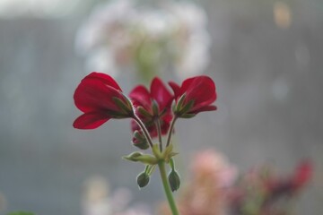 Closeup of red geranium flowers growing in the garden
