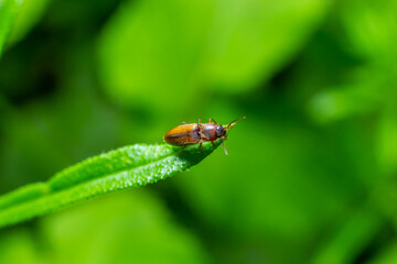 Closeup on a brown hairy clicking beetle, Athous haemorrhoidalis, sitting on a green leaf in the forrest